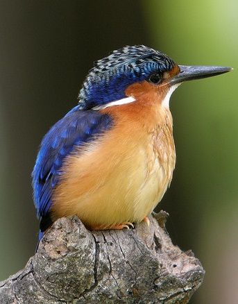 kingfisher by Frank.Vassen